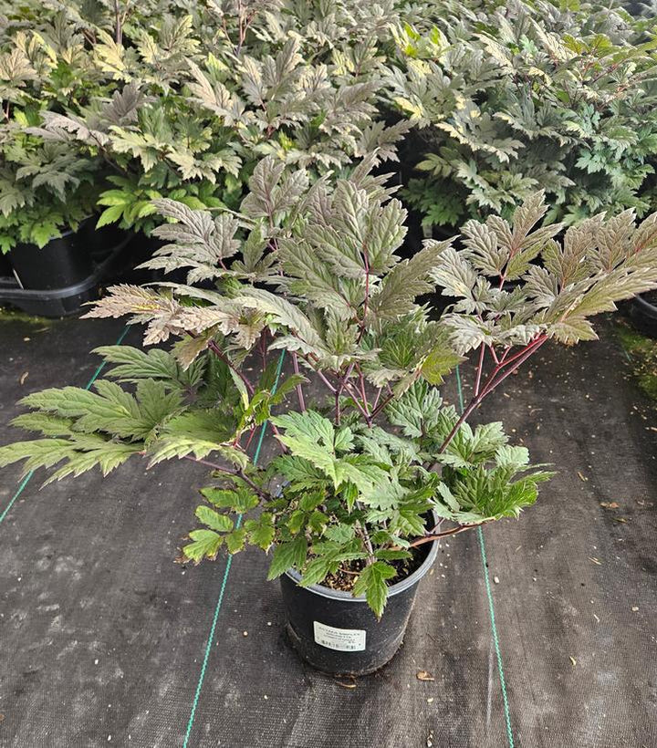 1G Actaea Simplex 'Brunette' - Bugbane - 1020628