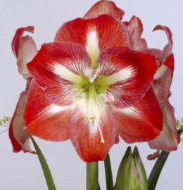 Amaryllis Bulb - Minerva - 1232900686