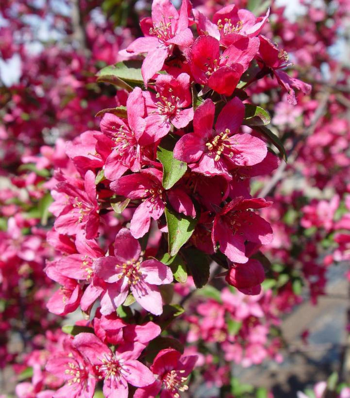 15G Malus X 'Prairiefire' - Crabapple - 1013901
