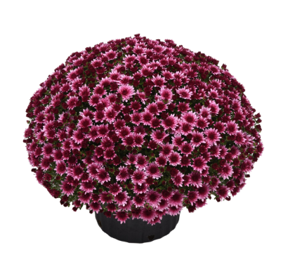 9" Mum - Morgana Pink