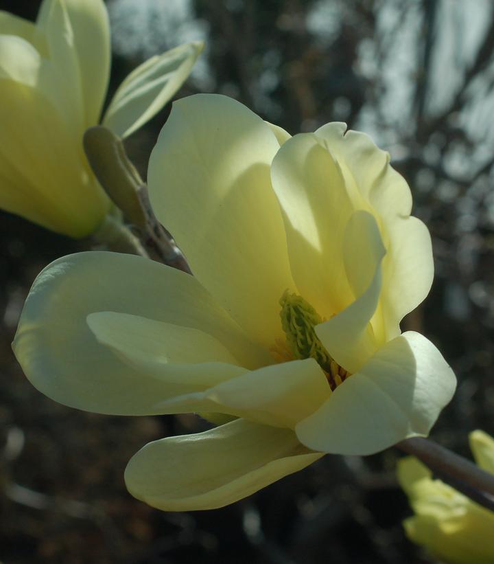 3G Magnolia X 'Butterflies' Magnolia 1001884