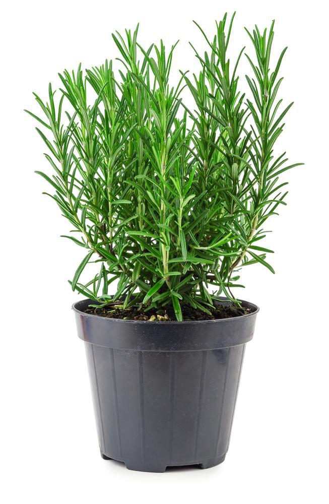 3.5" Herb - Rosemary