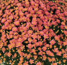 4.5" Mum - Jacqueline Peach Fusion
