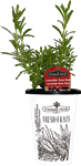4.33" Herb - Lavender Kew Red - H1670