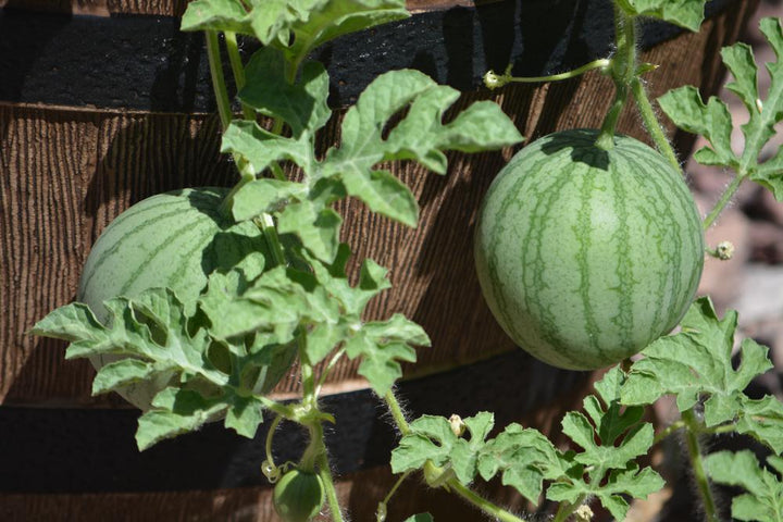 1G Watermelon 'Sugar Baby' Sugar Baby Watermelon 1013131