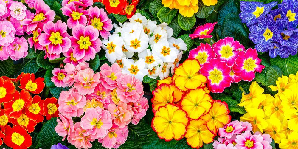 Assorted Primrose 4