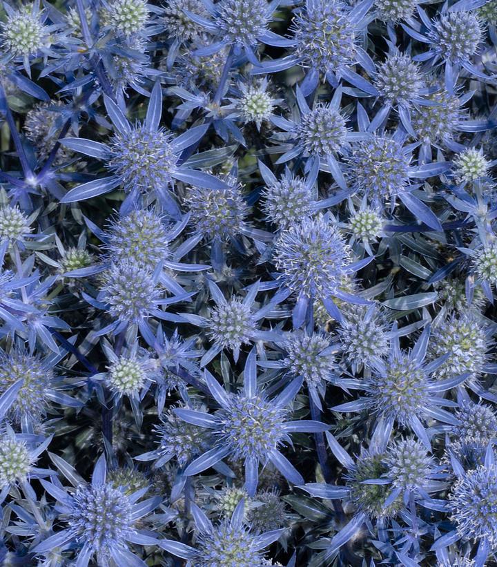 2G Eryngium Planum 'Blue Glitter' - Sea Holly - 1010129