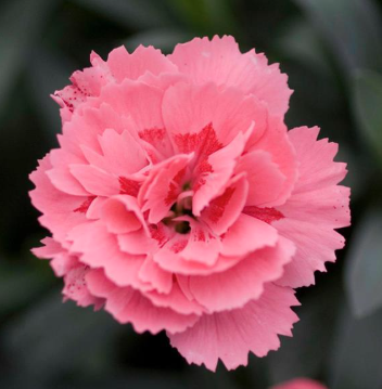 4.5" Dianthus - Oscar Pink
