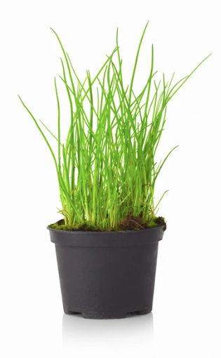 4" Herb - Chives - Regular
