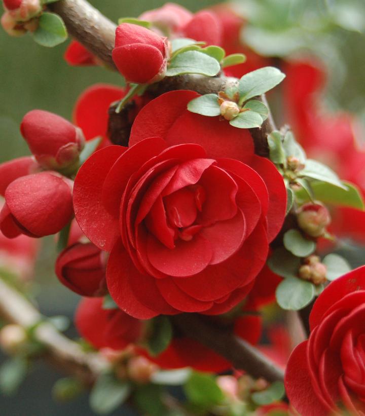 2G Chaenomeles speciosa 'Double Take Scarlet' ('Scarlet Storm') Double Take® Scarlet Quince: Patent PP20,951 1004551