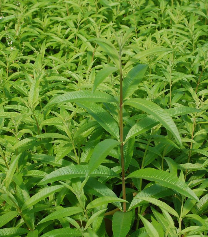 1G Aloysia Triphylla - Lemon Verbena - 1002096