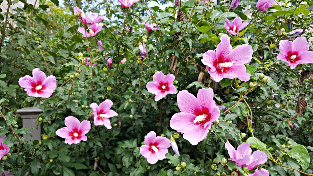 3G Hibiscus Syriacus 'Lil' Kim Red' - Rose of Sharon - 1008046