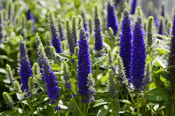1G Veronica 'Royal Candles' Royal Candles Speedwell: Patent PP18,932 1002257
