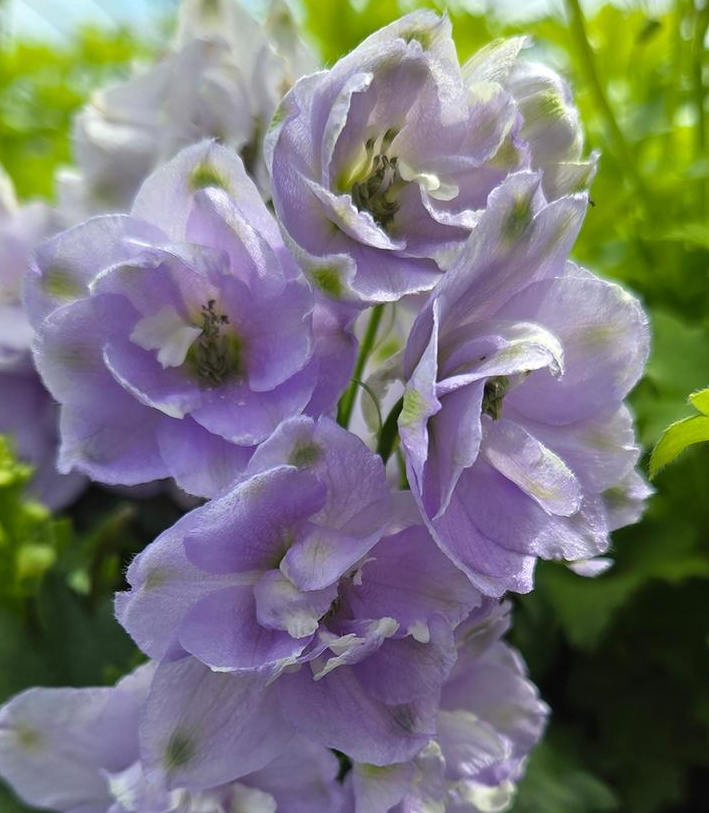 2G Delphinium Elatum 'Aurora Lavender' - Larkspur - 1023100