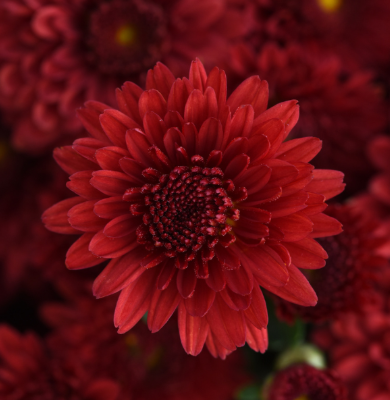 9" Mum - Eternal Red