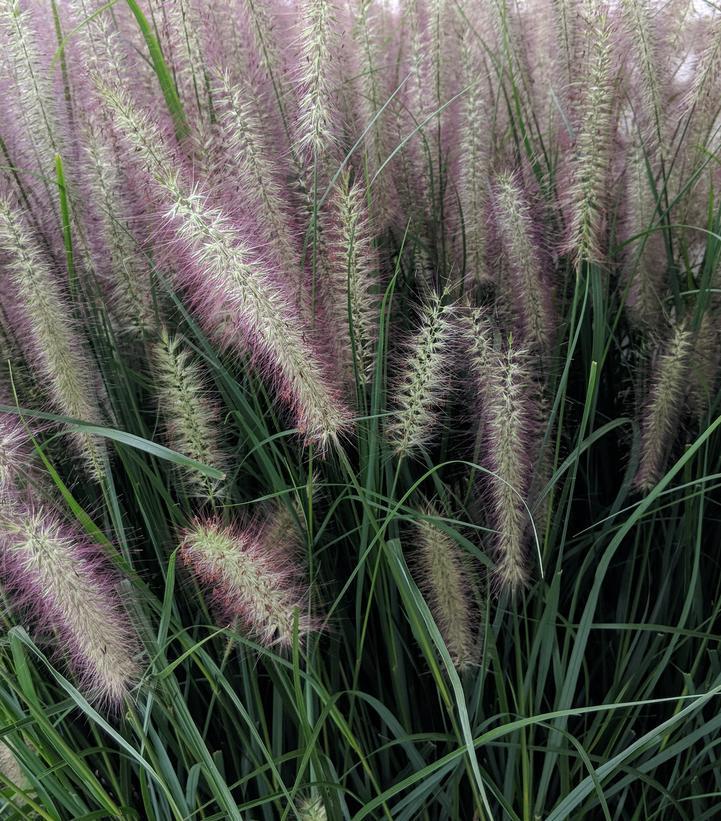 2G Pennisetum Alopecuroides 'Red Head' - Fountain Grass - 1007961