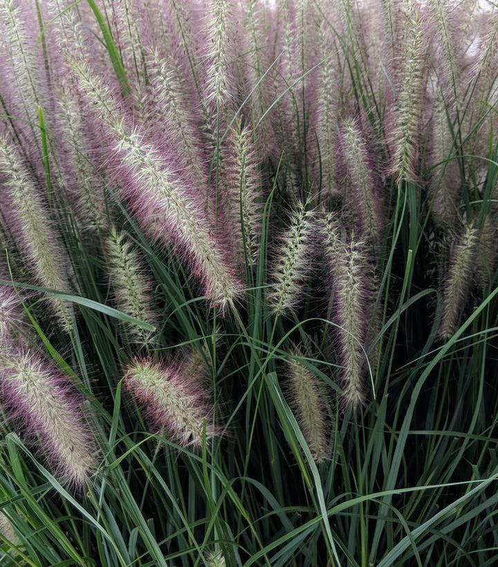 2G Pennisetum Alopecuroides 'Red Head' - Fountain Grass - 1007961