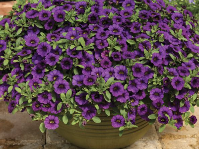 8" TP Calibrachoa