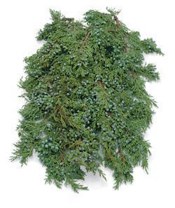 Greens - Juniper Bunch  5528