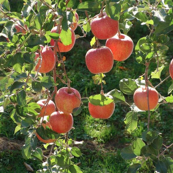 5G Apple Tree - Braeburn - 5005