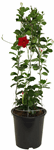8.5" (21cm) Mandevilla Small Leaf Vining Red - G5345