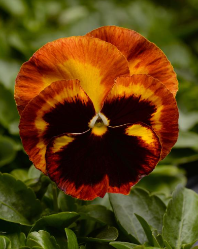 804 Pansy - Matrix Solar Flare