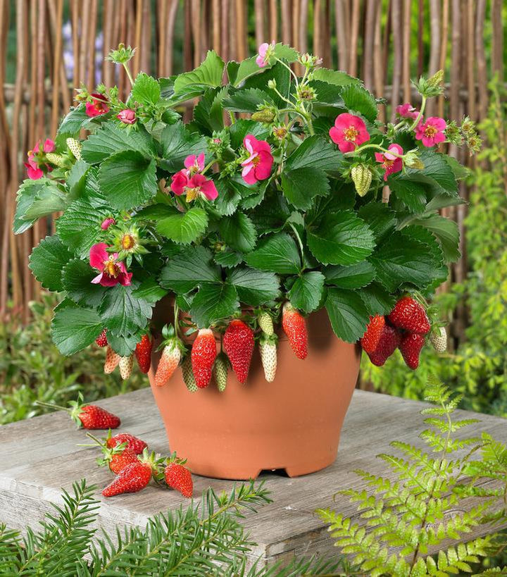 1G STRAWBERRY BERRIES HILL `GASANA` - 1005617
