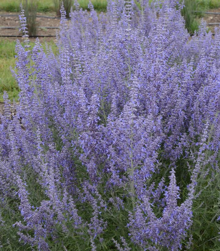 2G Perovskia Atriplicifolia 'Denim 'n Lace' - Russian Sage - 1008129