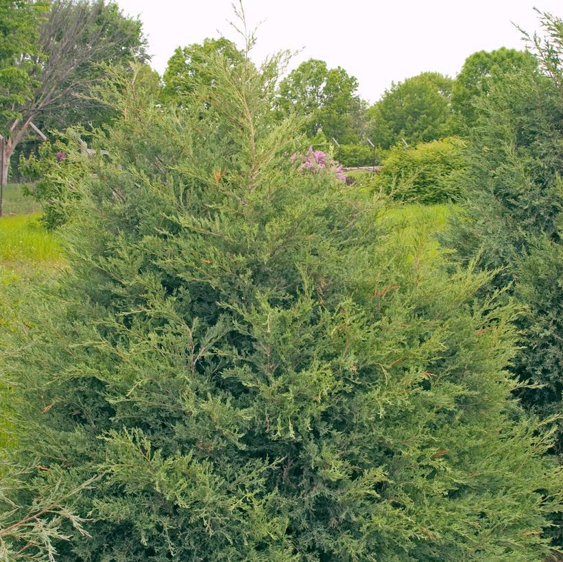 3G Juniperus Virginiana - Eastern Red Cedar - 1002560