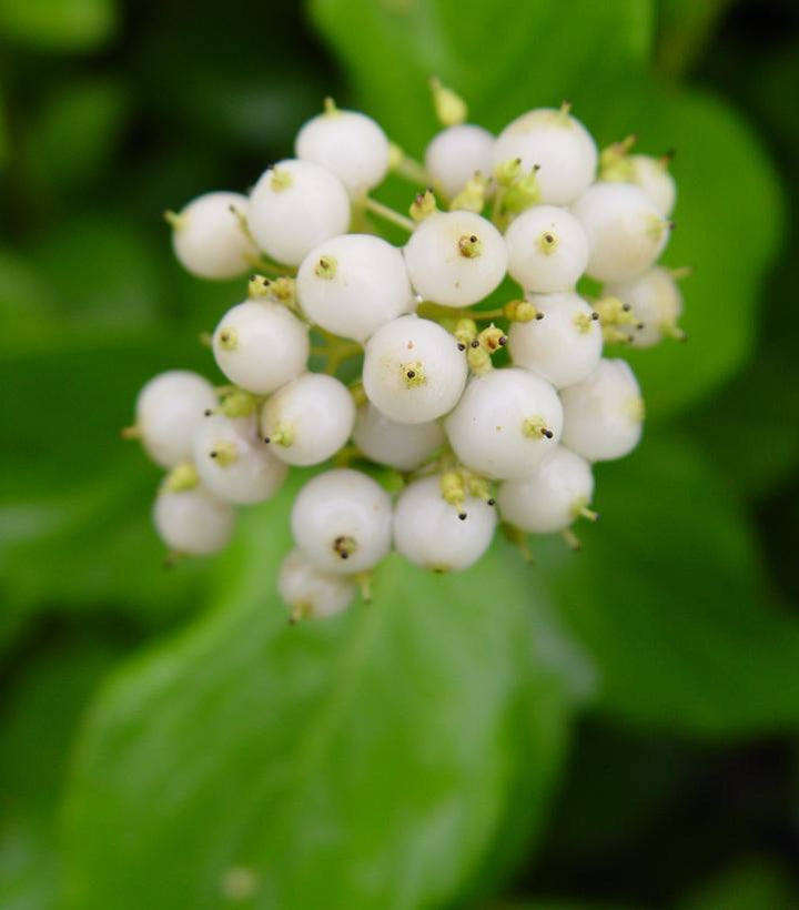 3G CORNUS SERICEA `FLAVIRAMEA` Yellowtwig Dogwood 1001040