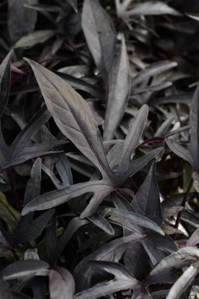 306 Ipomoea batatas 'Spotlight Black'