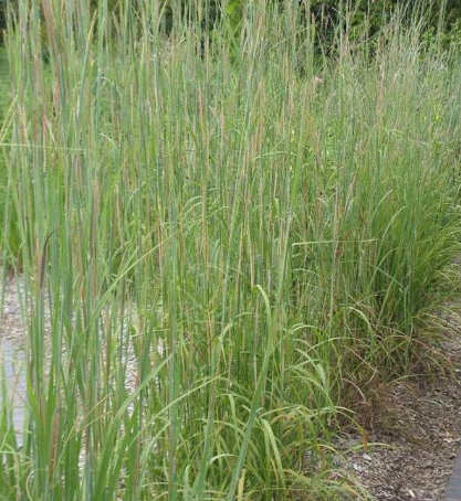 1G  Andropogon Gerardii 'Big Bluestem' 1013191