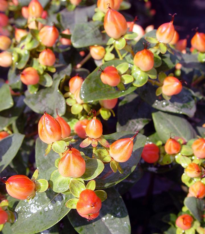 2G Hypericum inodorum Pumpkin Pumpkin St. Johns Wort 1005785