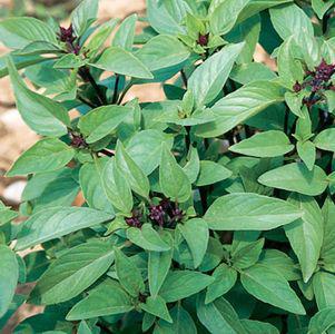1G Ocimum 'Sweet Thai' - Basil - 1005973