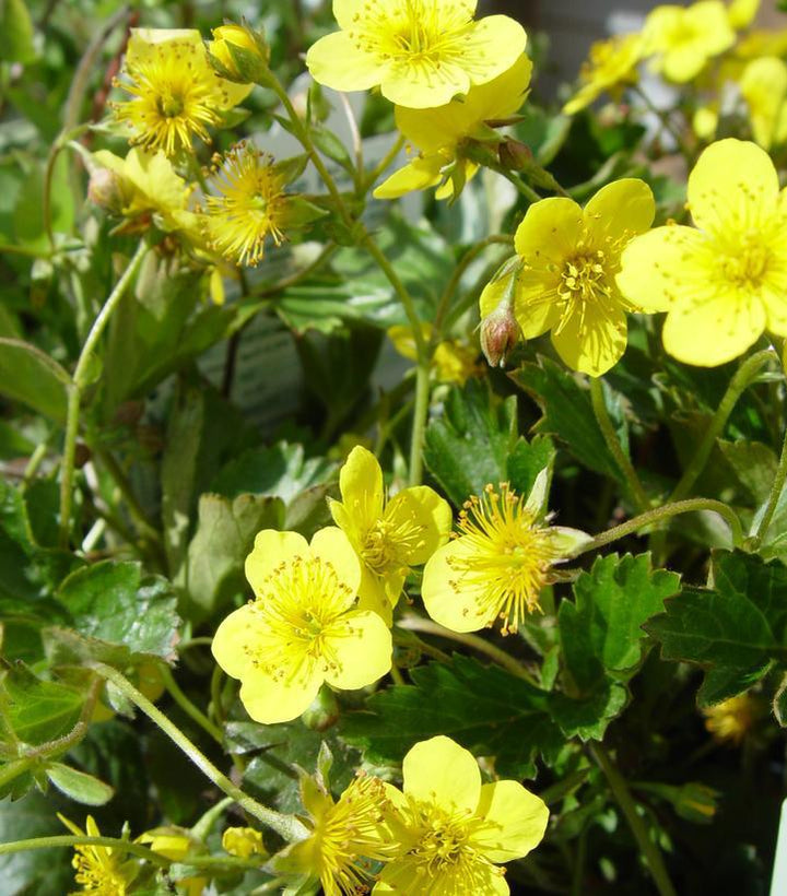 3" Waldsteinia ternata Barren Strawberry 1002610