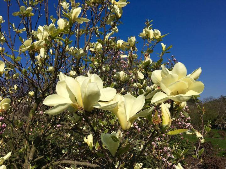3G Magnolia X 'Butterflies' Magnolia 1001884