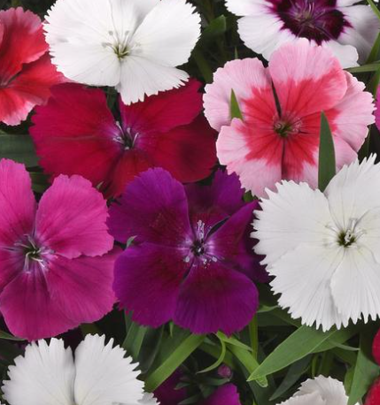 804 - 4 Pack Dianthus - Coronet Mix