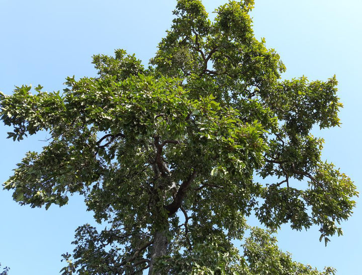 3G DIOSPYROS VIRGINIANA MEADER PERSIMMON Tree 1011841