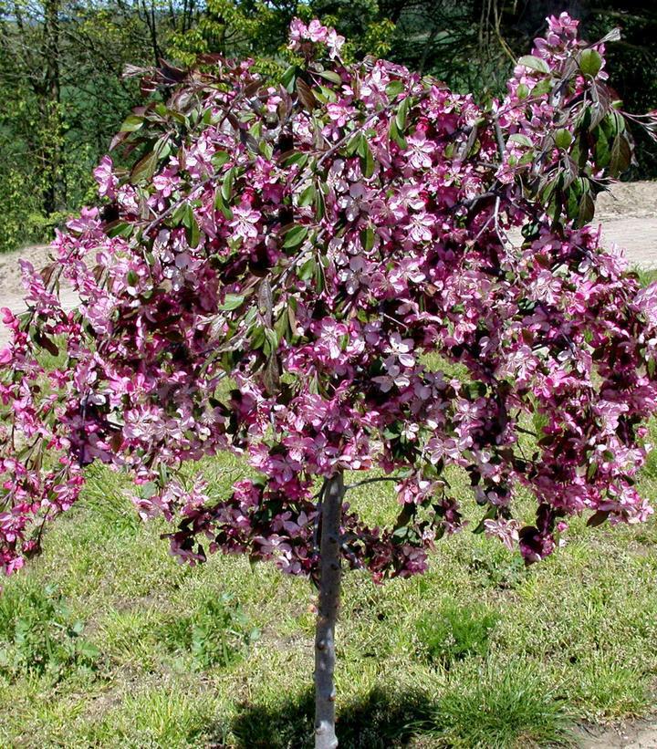 15G Malus First Edition 'Ruby Tears' - Weeping Crabapple Tree - 1005366