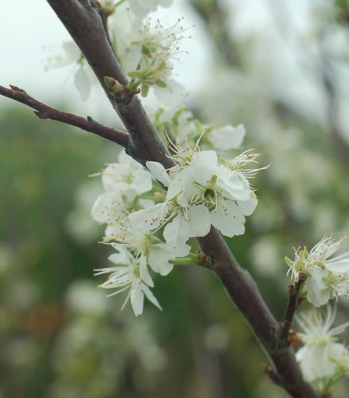 2G Prunus Maritima - Beach Plum Tree - 1003593