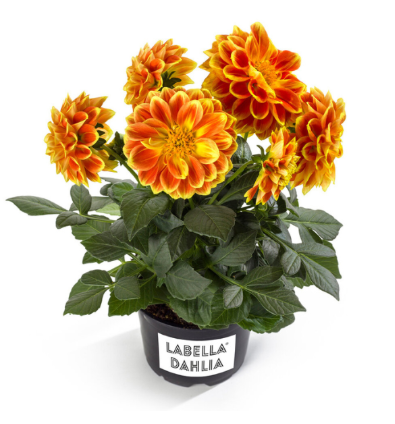 4.5" Dahlia