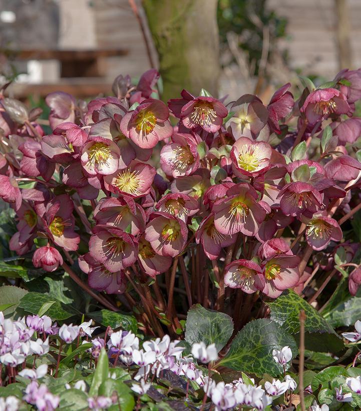 1G Helleborus X Frostkiss 'Elemental' - Lenten Rose - 1022275
