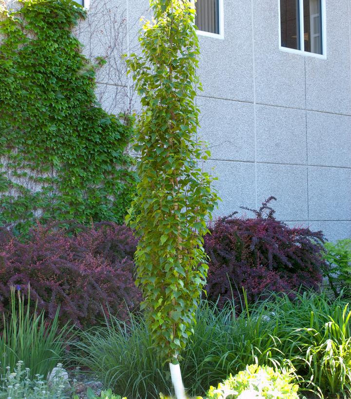 7G Betula Platyphylla 'Parkland Pillar' - Birch Tree - 1012941