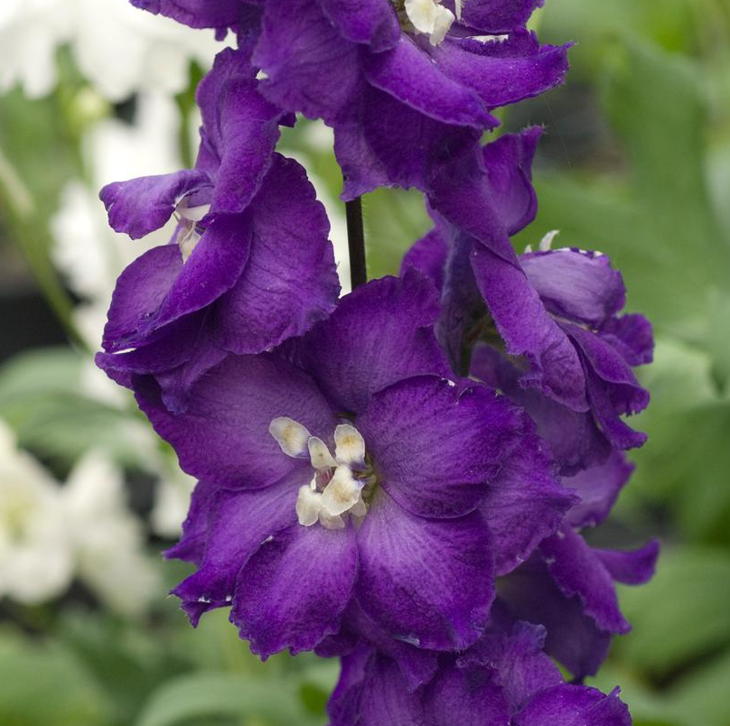 1G Delphinium New Zealand 'Purple Passion' - 1021893