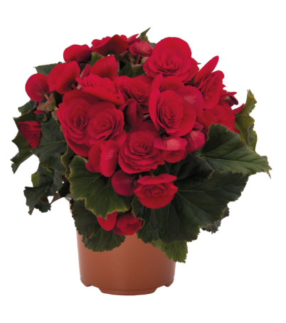 4.5" Terra Hiemalis Begonia - Move 2 Passion Red