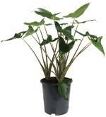 10.5" (27cm) Alocasia - Jungle Music - G1270