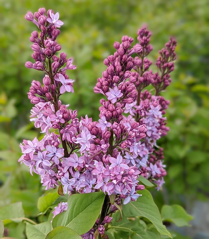 5G Syringa X 'Virtual Violet' - Lilac - 1014946
