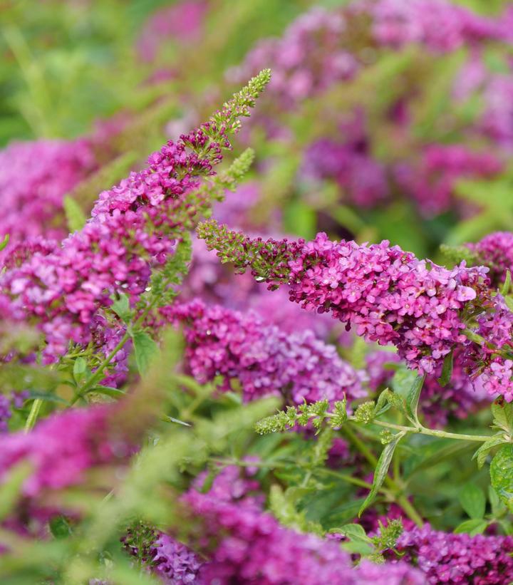 8" Buddleia 'Lo & Behold Ruby Chip' ('SMNBDD') Butterfly Bush: Patent PP32,399 1014035