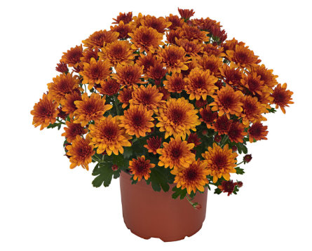 9" Mum - Milkshake Papaya Orange