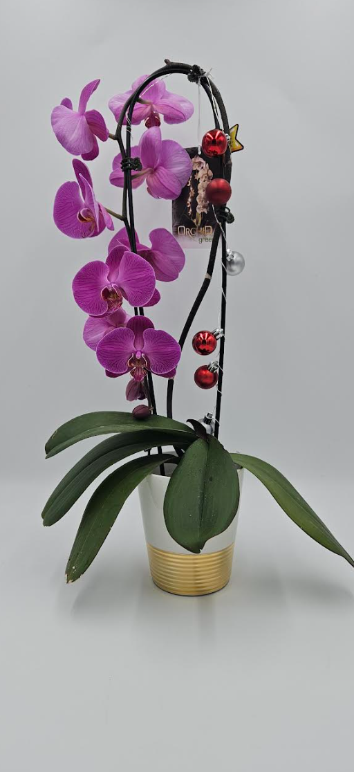 5" Orchid Phalaenopsis Waterfall - Christmas Deco w/ LED Lights - T4845